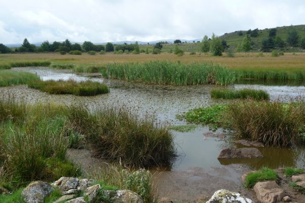 Tourbière de Brujaleine