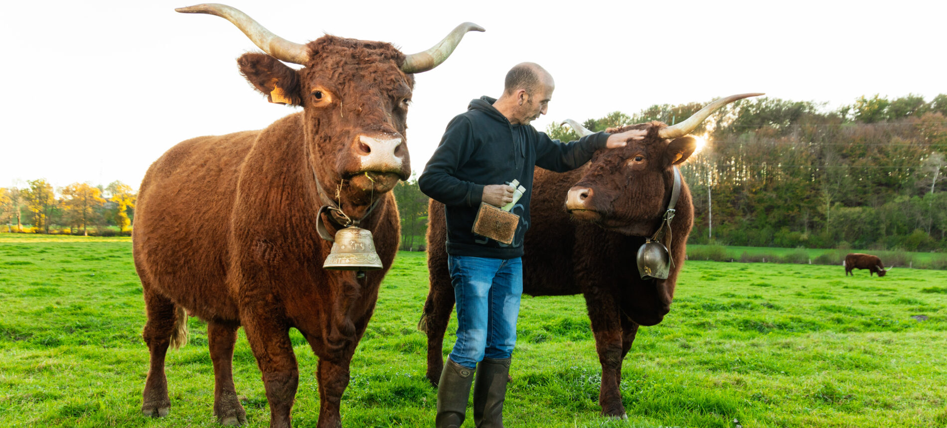 Vaches Salers GAEC Reconnu Trin Aurillac