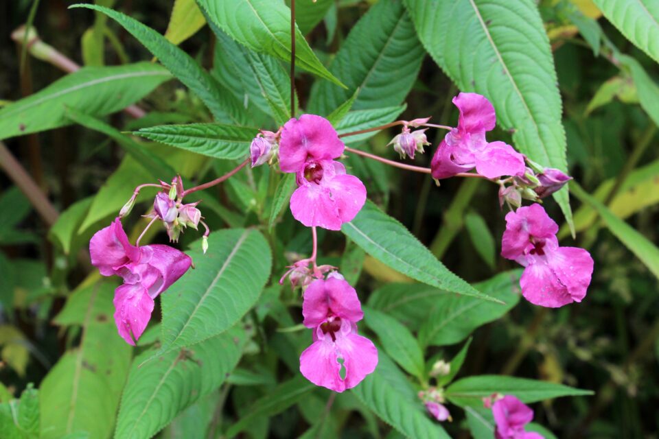 Balsamine de l’Himalaya