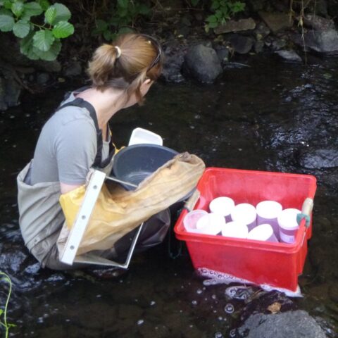 Prélèvement hydrobiologique (macro invertébrés)