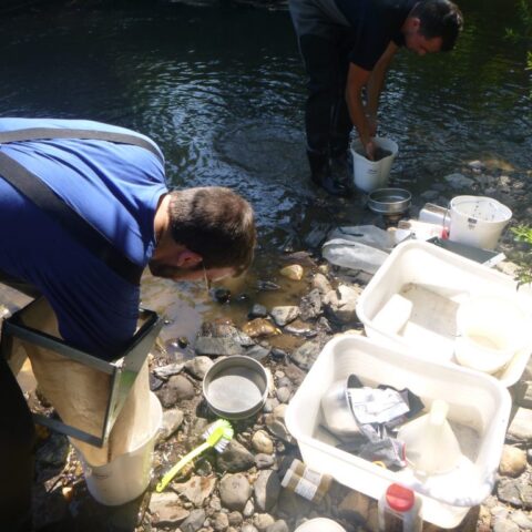Prélèvement hydrobiologique (macro invertébrés)