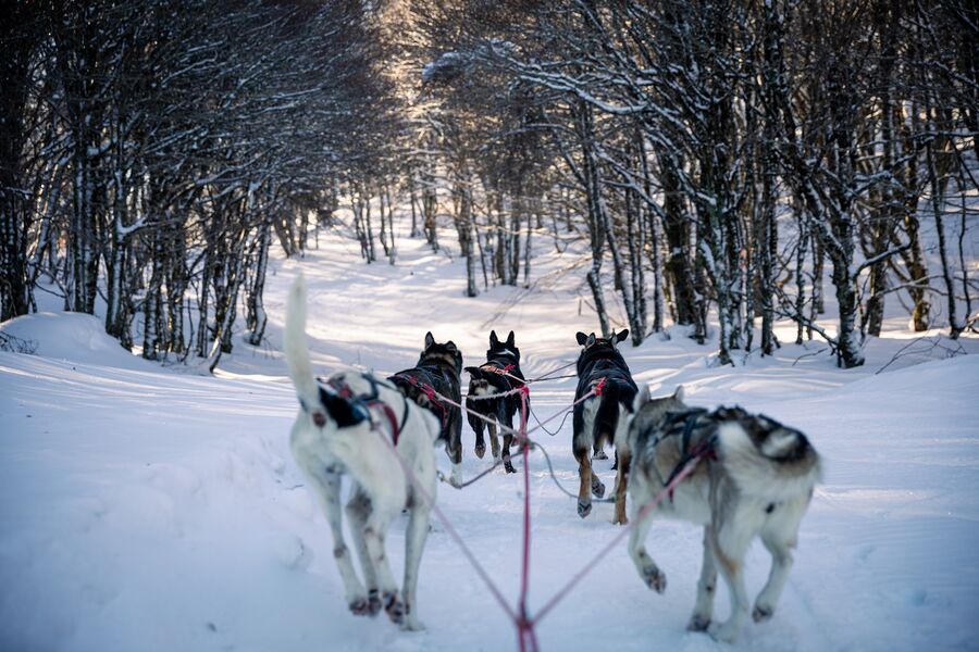 Chiens de traîneau Nordicateam Puy Mary