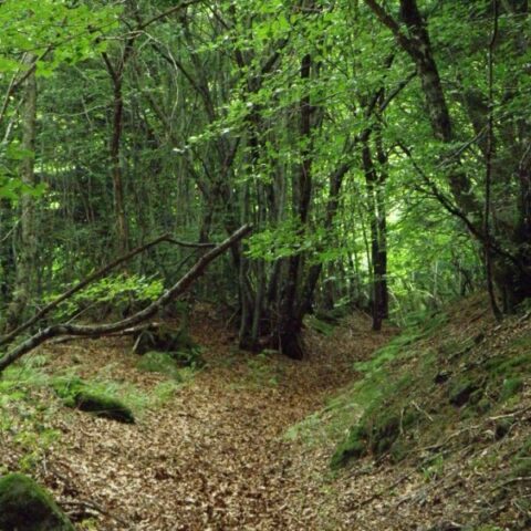 Bois de Marilhou : les Espaces Naturels Sensibles (ENS) du Cantal