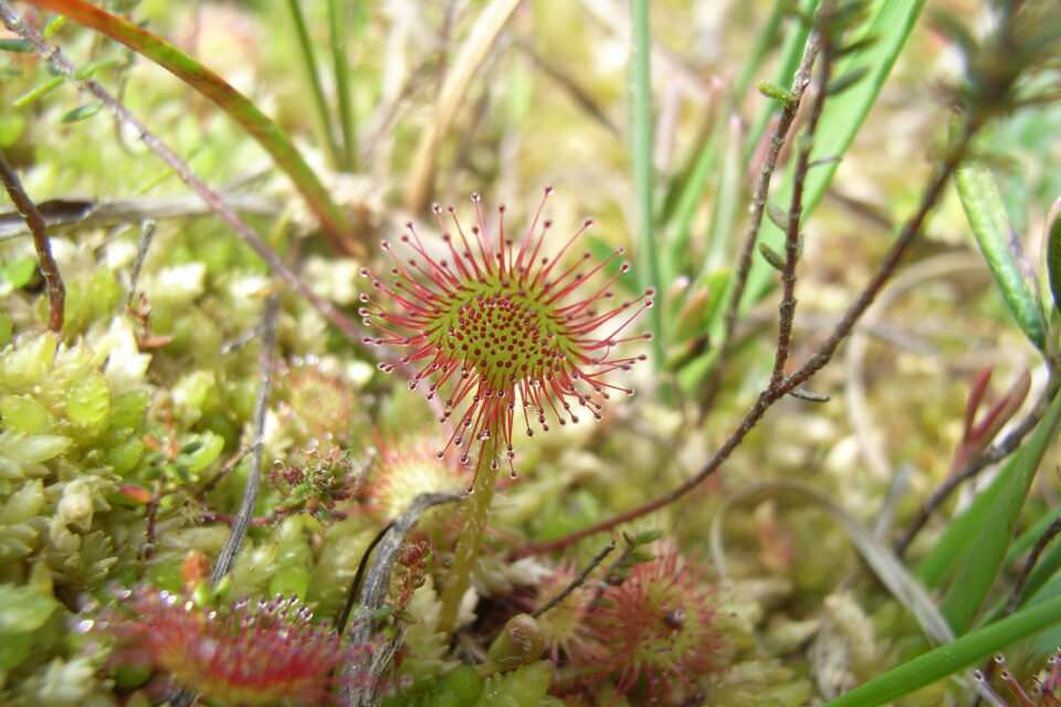 Drosera