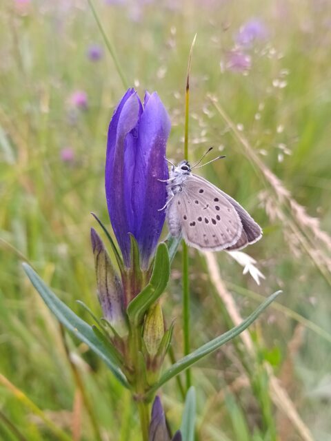 Gentiane Azure