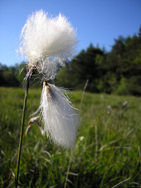 linaigrette, Eryophorum angustifolium : milieux aquatiques
