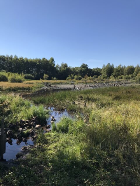 Zone humide : les milieux aquatiques du Cantal