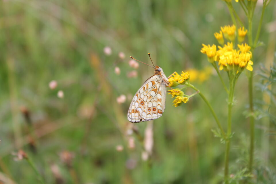 Papillon