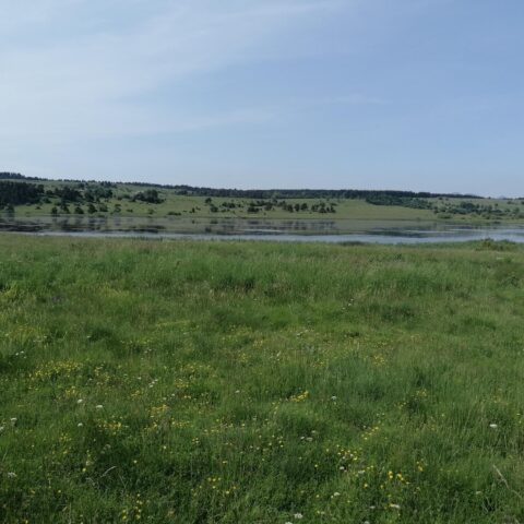 Sortie Oiseaux au Lac du Pêcher